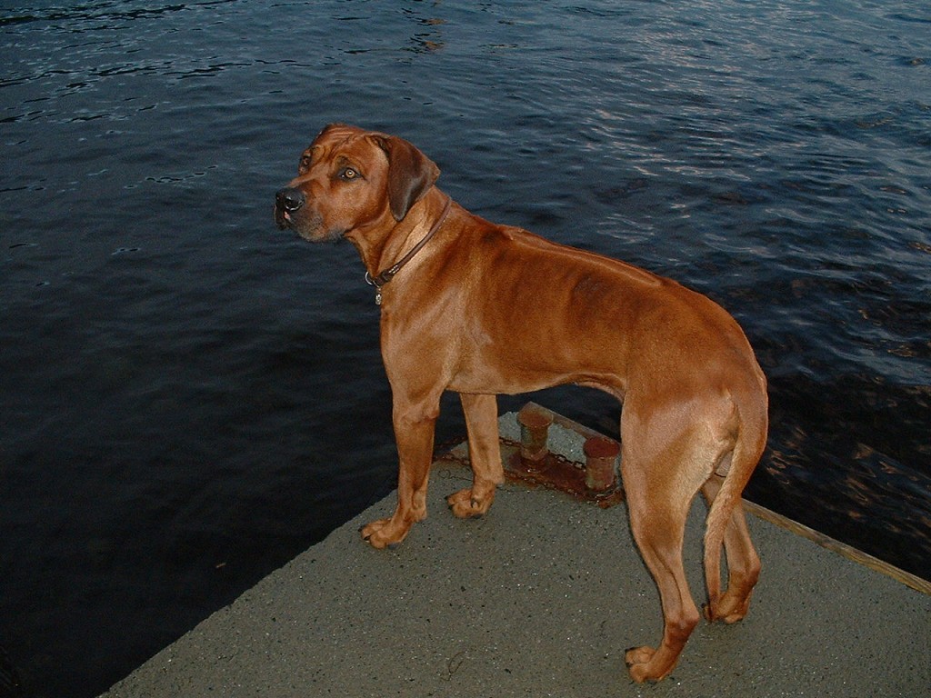 k-dscf0087