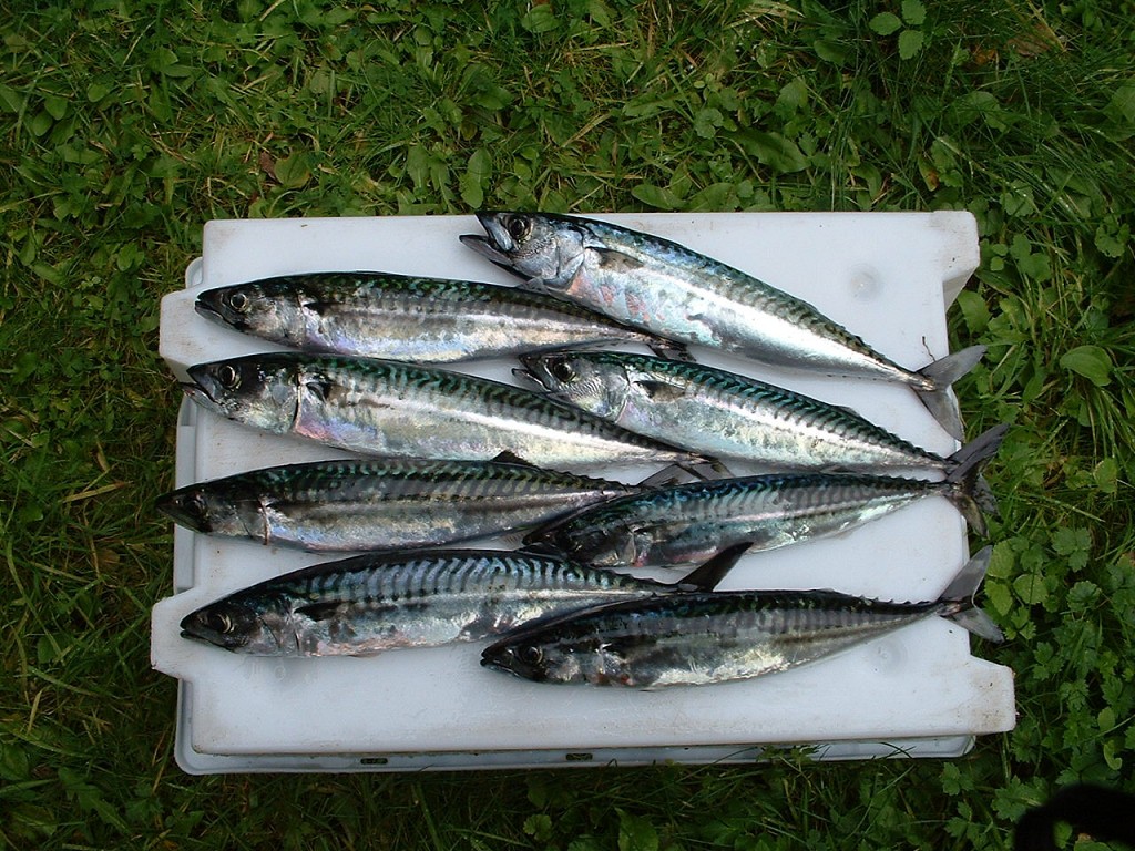 k-dscf0105