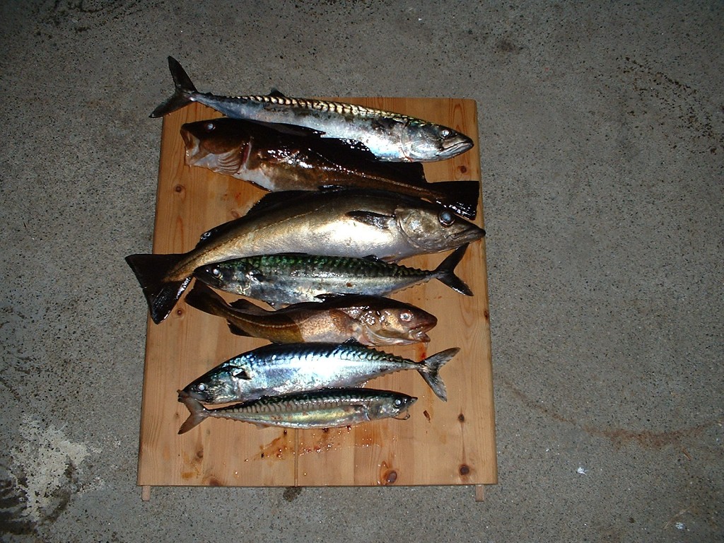 k-dscf0050