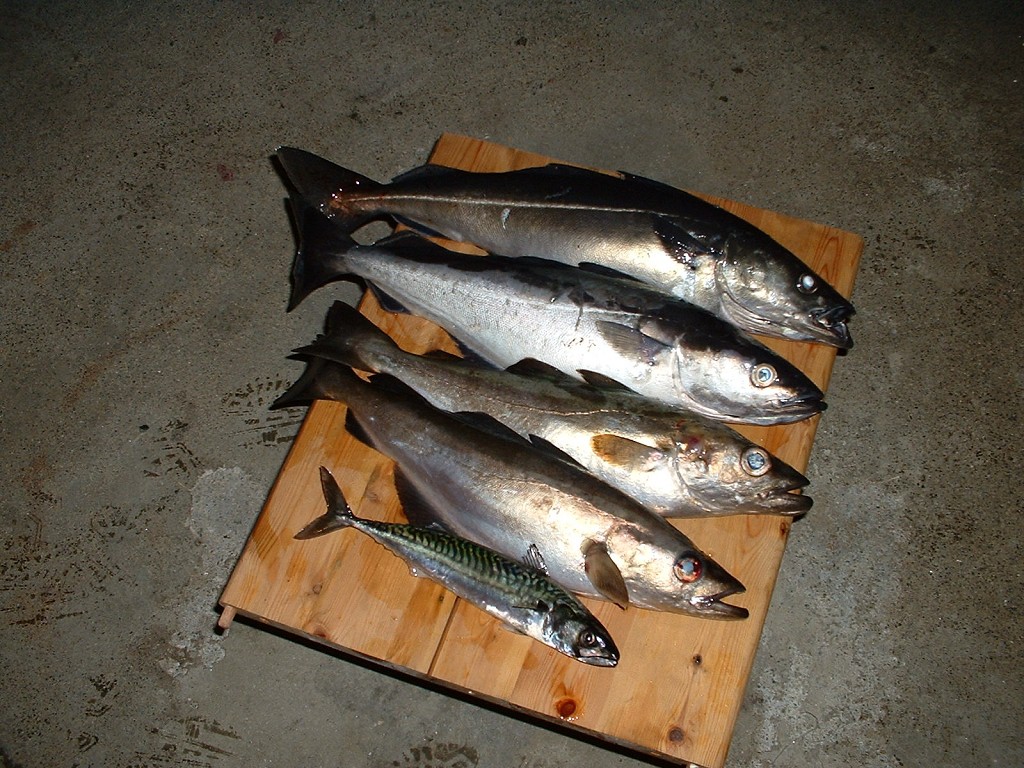 k-dscf0091 1