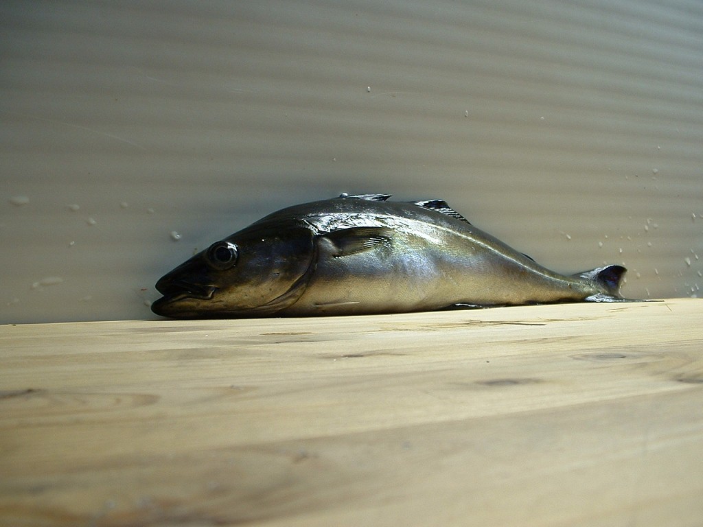 k-dscf0062 1