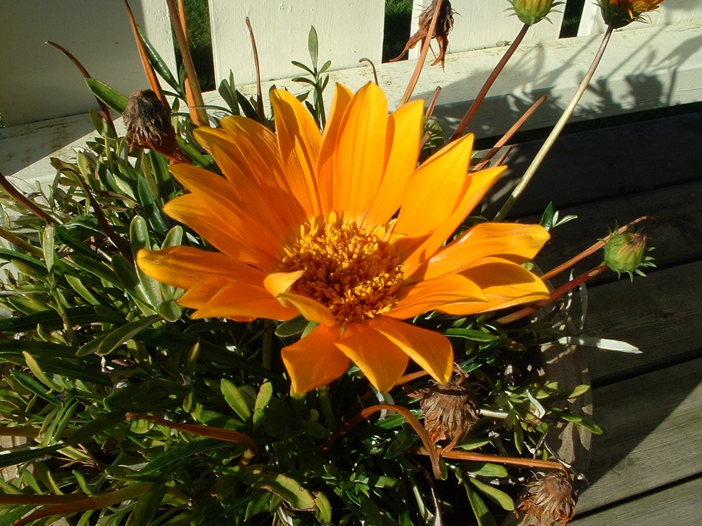k-dscf0017 1