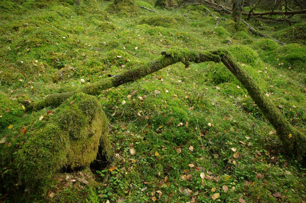 k-norwegen2009127