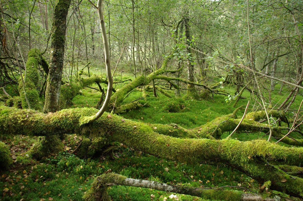 k-norwegen2009130