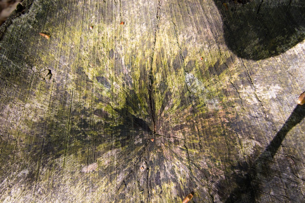 img 3655